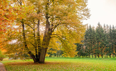 Fototapeta na wymiar Alexander park in autumn, Pushkin (Tsarskoe Selo), St. Petersburg, Russia