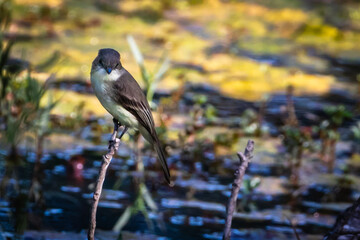 eastern phoebe