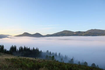 Picturesque view foggy forest in mountains on morning