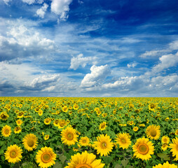 yellow field of sunflowers