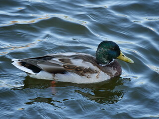 duck on a lake