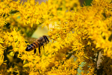 bee on yellow flower