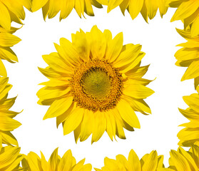 sunflower frame for your text