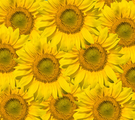 Obraz premium SONY DSC