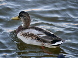 duck on the water