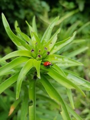 ladybug on a leaf