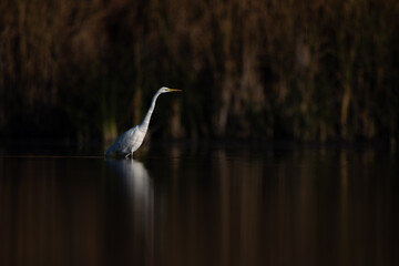 Great egret Ardea alba in wetland swamp