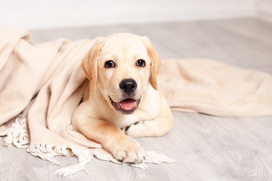 Cute Labrador puppy lies on the floor under the blanket of the house. Pet. Dog.