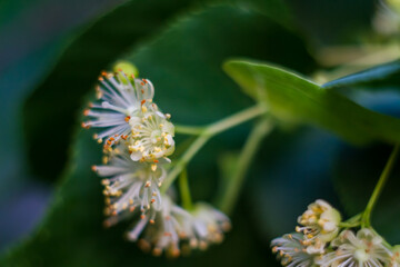 Macro flowering of lime trees, yellow fragrant medicinal flowers of lime in dark green foliage close-up