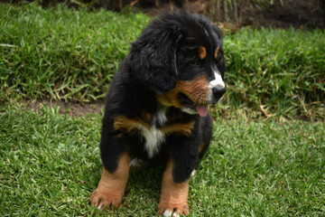 Beautiful Bernese 