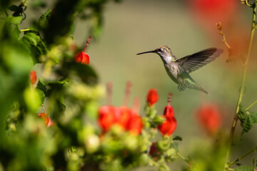 hummingbird and flower