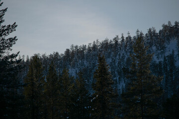 clouds in the forest