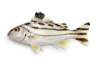 terapon jarbua isolated on white background