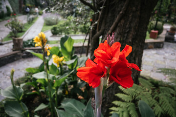 Close up of wild red gladiolus flower