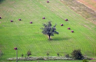 Fototapeta Samotne drzewo na polu baloty na ściernisku w otoczeniu drzew	
 obraz