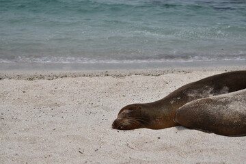 island sea lion