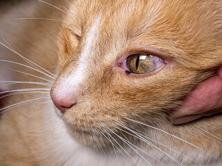 Domestic ginger cat with uveitis