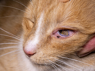Domestic ginger cat with uveitis