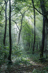 Obraz premium Sun beams shing through a forrest in autumn