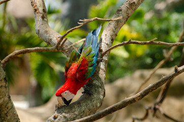 Red and green macaw on the tree