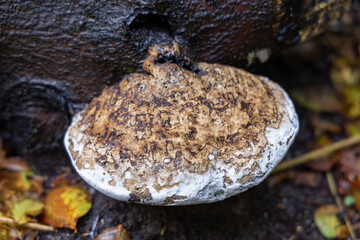 Spotted white mushroom on tree