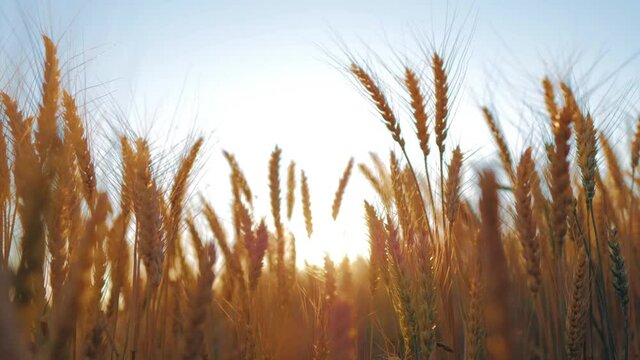 Wheat field. Rich harvest concept. Ears of golden wheat on the field on summer time. Rural Scenery under Shining Sunlight. Ripening ears of wheat field.