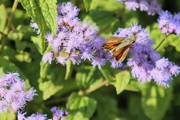 Closeup of sachem (Atalopedes campestris) on 
blue mistflower (Conoclinium coelestinum).