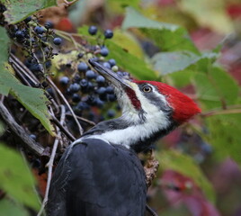 Grand pic, dryocopus pileatus, en situation d'alimentation