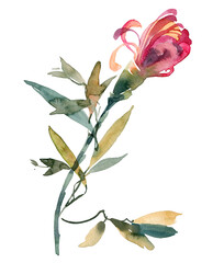 Watercolor chrysanthemum bud