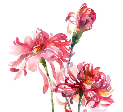 Watercolor chrysanthemum bouquet