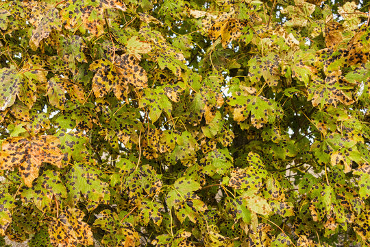Tarspot, Rhytisma acerinum, on Sycamore, Acer pseudoplatanus, leaves.