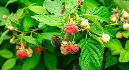 Rotten overripe red raspberries grow in the garden. Bad harvest. Spoiled berry, mold on berries....