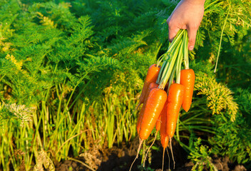 A farmer harvesting carrot on the field. Harvested organic vegetables. Freshly picked carrots in the hands of a farmer. Farming and agriculture. Seasonal work. Selective focus