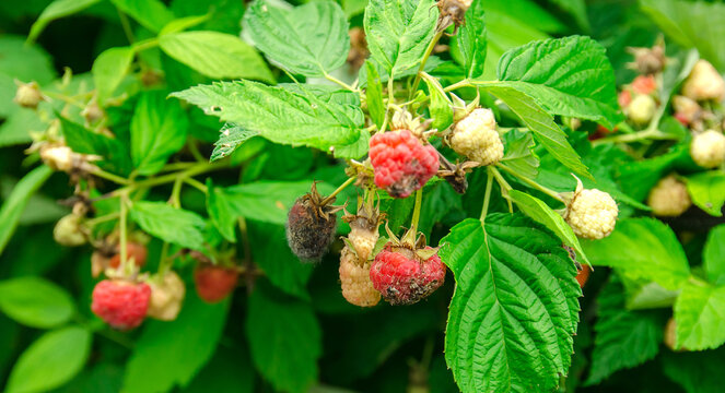 Rotten overripe red raspberries grow in the garden. Bad harvest. Spoiled berry, mold on berries. Selective focus