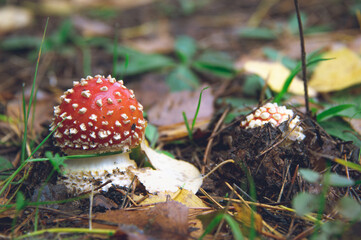 Two young fly agaric amanita muscaria red and white mushrooms heads in the forest, natural environment. Concepts: autumn, nature, poisonous