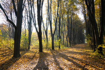 Beautiful morning scene in the forest with sun rays and long shadows. Concepts: autumn, silence, outdoor, beauty