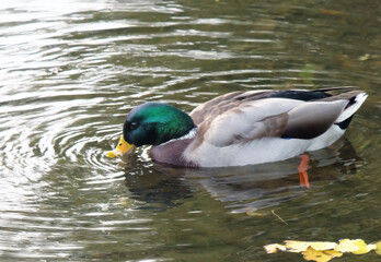 Male mallard duck feeding on the pond, selective focus, horizontal orientation.