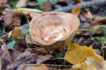 Forest mushroom Clitócybe in the grass in autumn, in a water cap, selective focus, horizontal orientation.