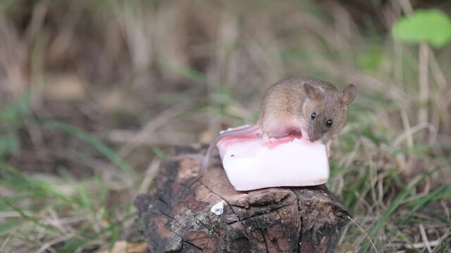 A mouse in the forest eats lard brought by a man. Wood Mice Apodemus sylvaticus.