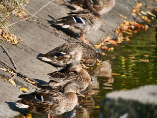 ducks in the lake