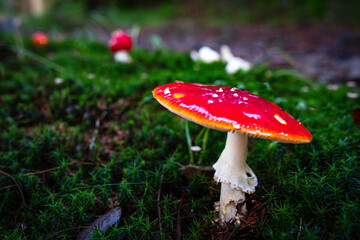 autum toadstool