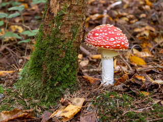 In autumn, the mushroom fly grows near a tree covered with moss