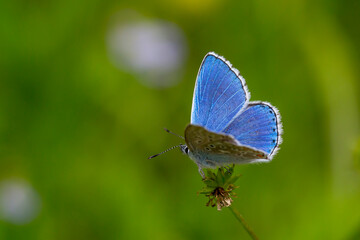 a wonderful butterfly with an overhead blue wing color, Polyommatus bellargus	