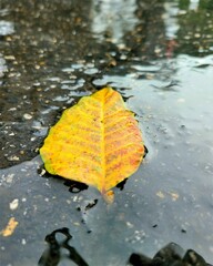 autumn leaves on the ground