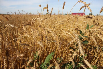 Wheat field