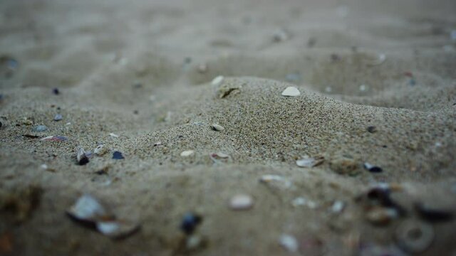 Closeup sandy beach seashell. Sea beach sand surface. Nature background detail