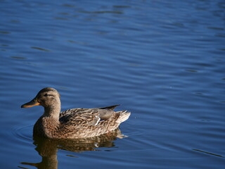 duck on the lake