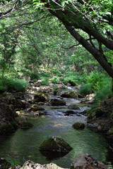 Small stream in the forest in Galicia, Spain