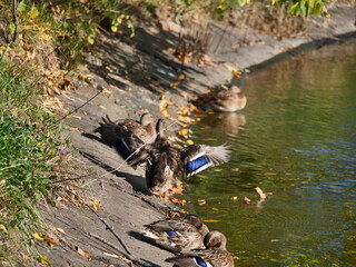 ducks on the river