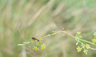 dragonfly on a leaf